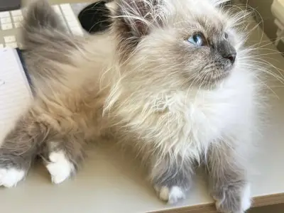 Chaton en adoption 