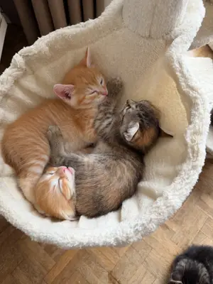 Chaton