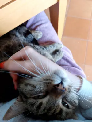 Cat sitter professionnel à Toulouse - Miniature 3