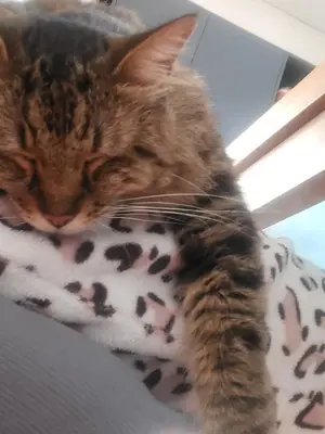 Cat sitter professionnel à Toulouse