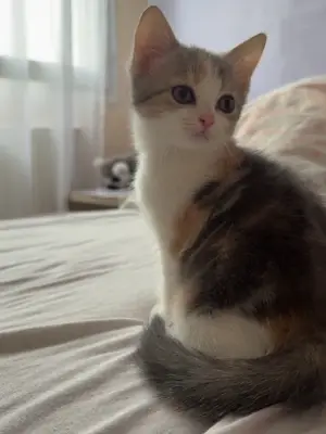 Chaton British Shorthair - Miniature 2