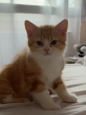 Chaton de race British Shorthair
