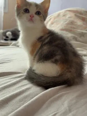 Chaton British Shorthair
