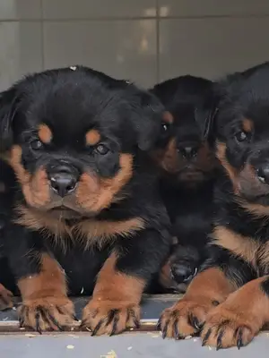 Chiots Rottweiler - 5 mâles et 5 femelles à vendre