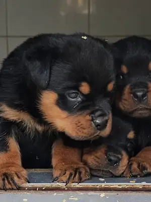 Chiots Rottweiler - 5 mâles et 5 femelles à vendre - Miniature 5