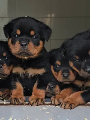 Chiots Rottweiler - 5 mâles et 5 femelles à vendre - Miniature 2