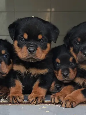 Chiots Rottweiler - 5 mâles et 5 femelles à vendre - Miniature 3