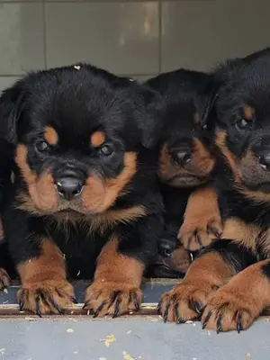 Chiots Rottweiler - 5 mâles et 5 femelles à vendre - Miniature 4
