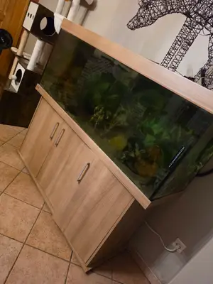 Aquarium Eheim 450 L avec rampe LED, pompe externe et équipement récent