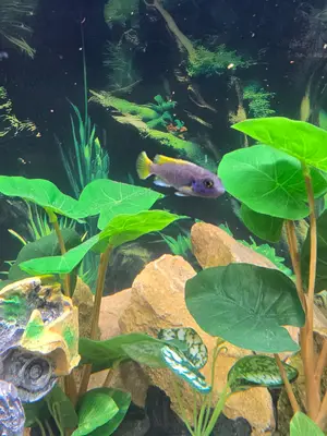 Aquarium Eheim 450 L avec rampe LED, pompe externe et équipement récent - Miniature 5