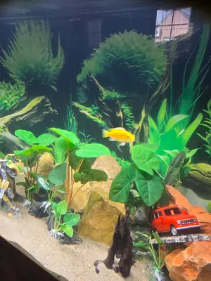 Aquarium Eheim 450 L avec rampe LED, pompe externe et équipement récent - Miniature 3