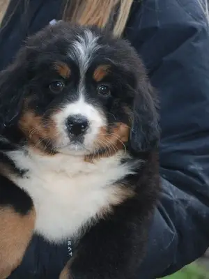 A Donner chiot de type Bouvier Bernois FEMELLE