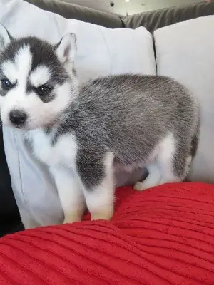 Chiot Husky Sibérien Femelle A DONNER - Miniature 2