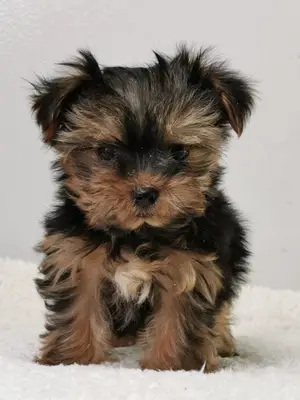 Chiot type  yorkshire femelle lof - Miniature 2