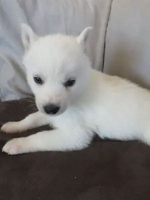 Chiot Husky Sibérien Femelle  - Miniature 2
