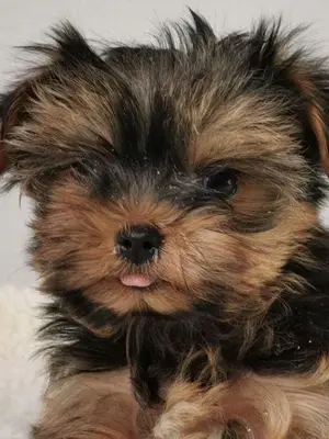 Chiot type  yorkshire femelle lof