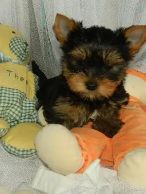 Chiot yorkshire femelle lof don - Miniature 2