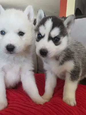 Chiot Husky Sibérien Femelle A DONNER