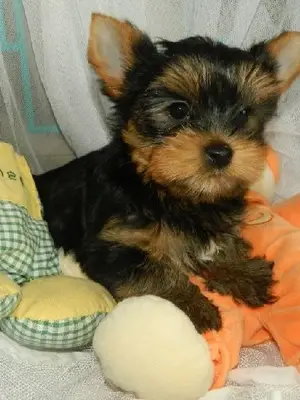 Chiot yorkshire femelle lof don