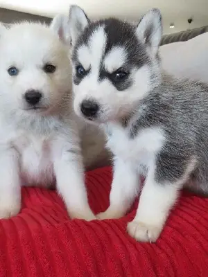 Chiot Husky Sibérien Femelle A DONNER - Miniature 3
