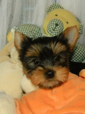 Chiot yorkshire femelle lof don - Miniature 4