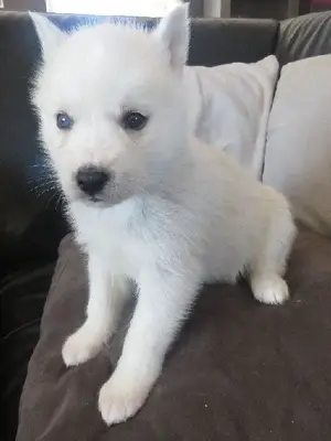 Chiot Husky Sibérien Femelle 