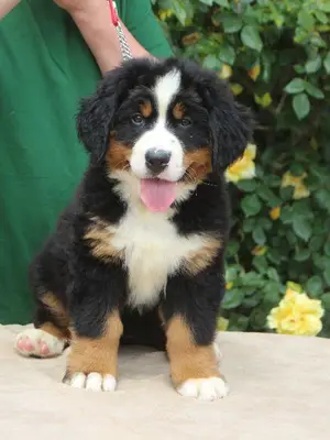 A Donner chiot de type Bouvier Bernois FEMELLE - Miniature 4