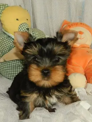 Chiot yorkshire femelle lof don - Miniature 3