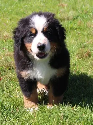 A Donner chiot de type Bouvier Bernois FEMELLE - Miniature 2