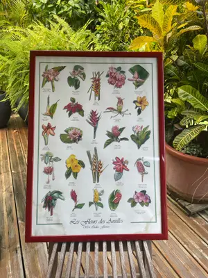 Affiche vintage fleur des tropiques avec cadre
