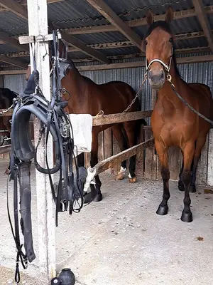 Selles d’équitation en véritable cuir, taille 16 pouces, pour chevaux larges - Miniature 2