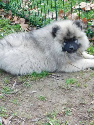 A Donner Jolie chiot Spitz Allemand Femelle Naine - Miniature 2