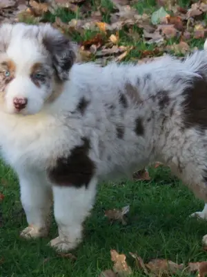 A donner chiot Berger Australien Femelle bleu merle - Miniature 2