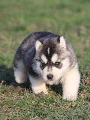 Chiot husky siberian femelle pour adoption - Miniature 2