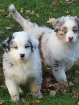 A donner chiot Berger Australien Femelle bleu merle