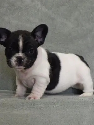 Chiot bouledogue français pour adoption - Miniature 2
