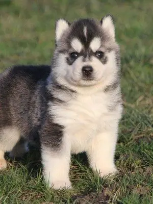 Chiot husky siberian femelle pour adoption