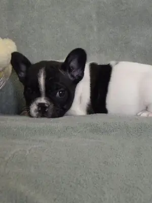 Chiot bouledogue français pour adoption - Miniature 3