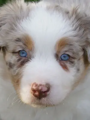 A donner chiot Berger Australien Femelle bleu merle - Miniature 3