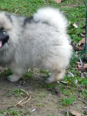 A Donner Jolie chiot Spitz Allemand Femelle Naine