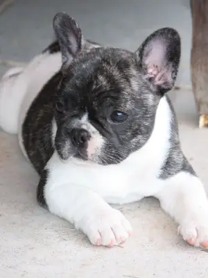 Chiot bouledogue français pour adoption