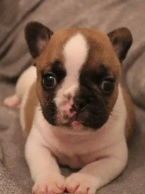 Je donne chiot bouledogue français femelle  - Miniature 2