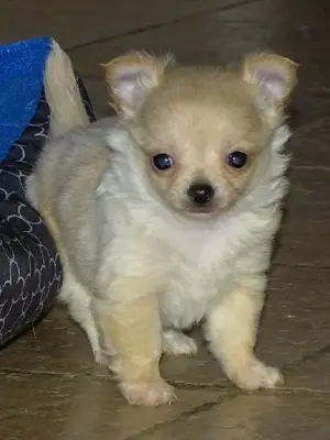 Magnifique chiot chihuahua poil long à donner - Miniature 2