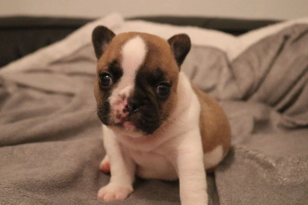 Je donne chiot bouledogue français femelle - Photo 1