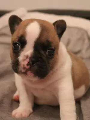 Je donne chiot bouledogue français femelle 