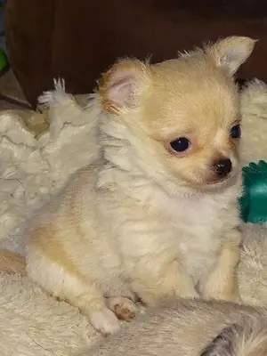 Magnifique chiot chihuahua poil long à donner