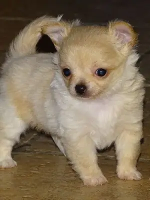 Magnifique chiot chihuahua poil long à donner - Miniature 3