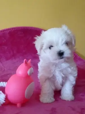 Donne chiot bichon maltais femelle - Miniature 2