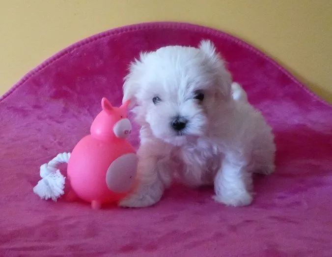 Donne chiot bichon maltais femelle - Photo 1