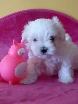 Donne chiot bichon maltais femelle